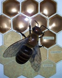 Bienenmodell
